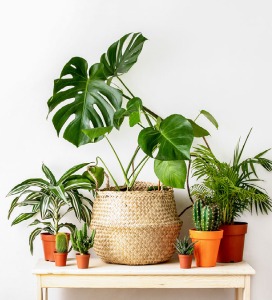 Planten